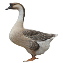 肉鵝
